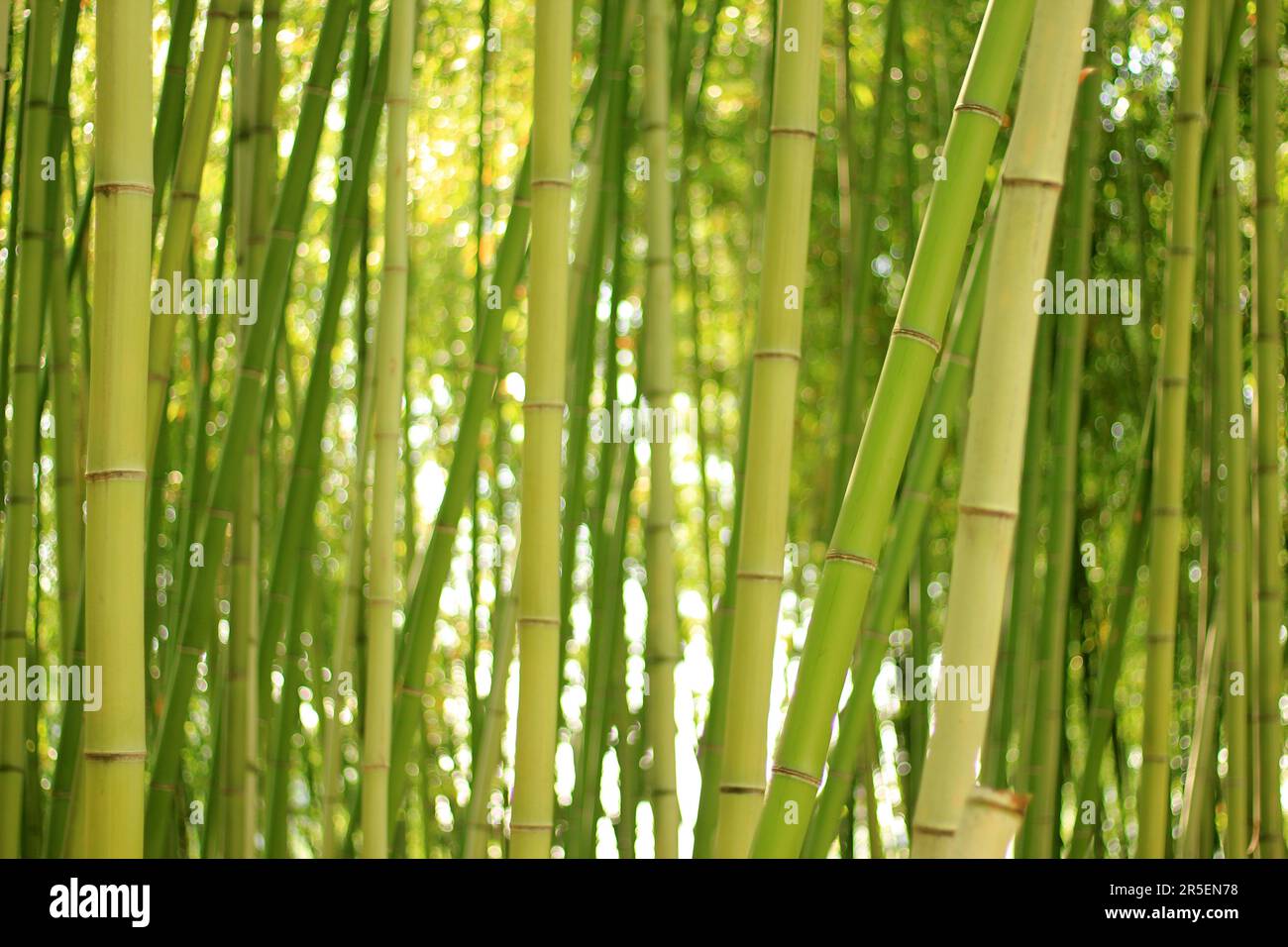 Frhlingspark mit Bambus und Rosen und Strae in Namgang, Jinju, Sdkorea  Stockfotografie - Alamy