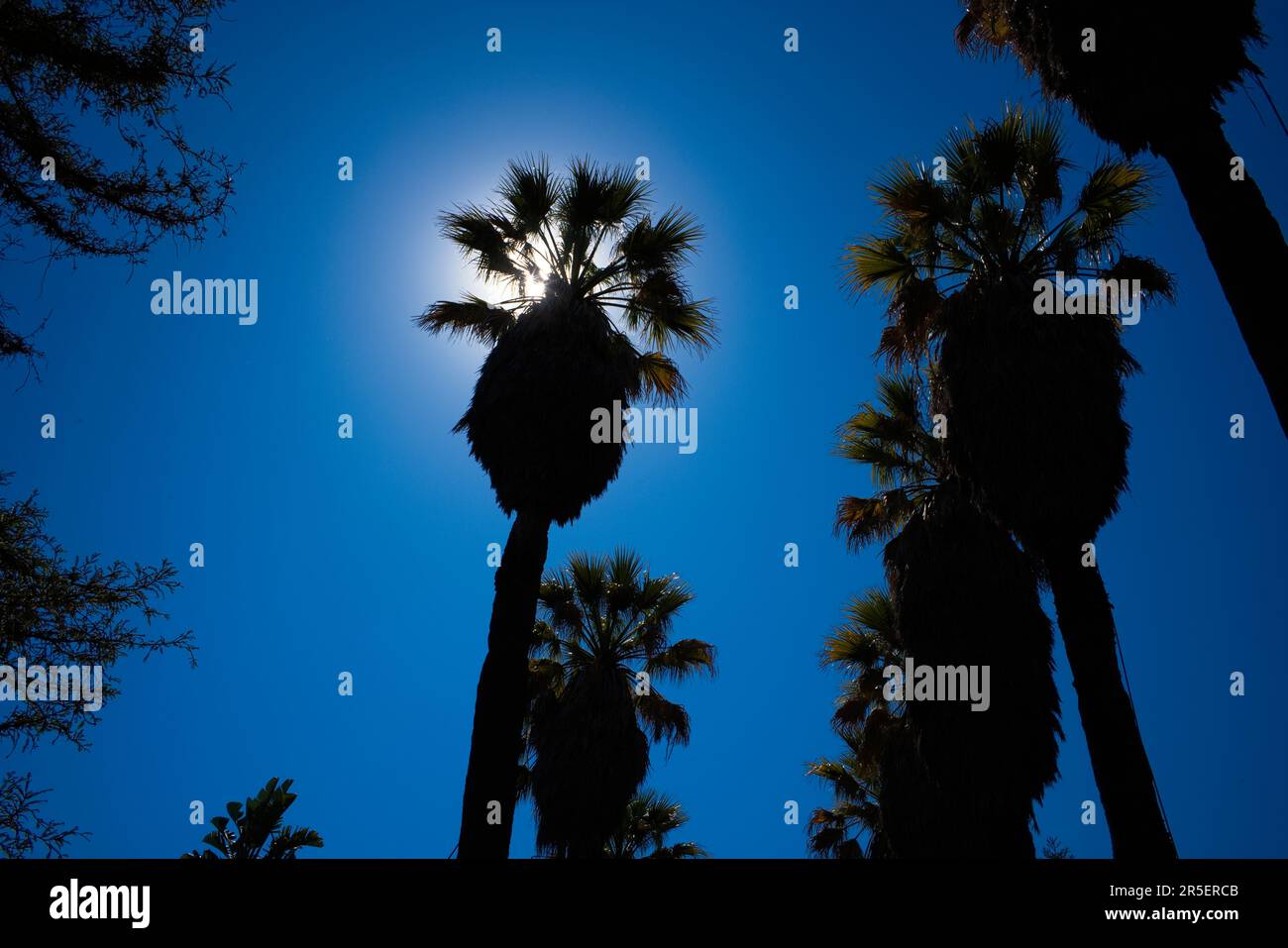 Erstrahlen Sie hinter einer riesigen Palme in den botanischen Gärten von Lissabon Stockfoto