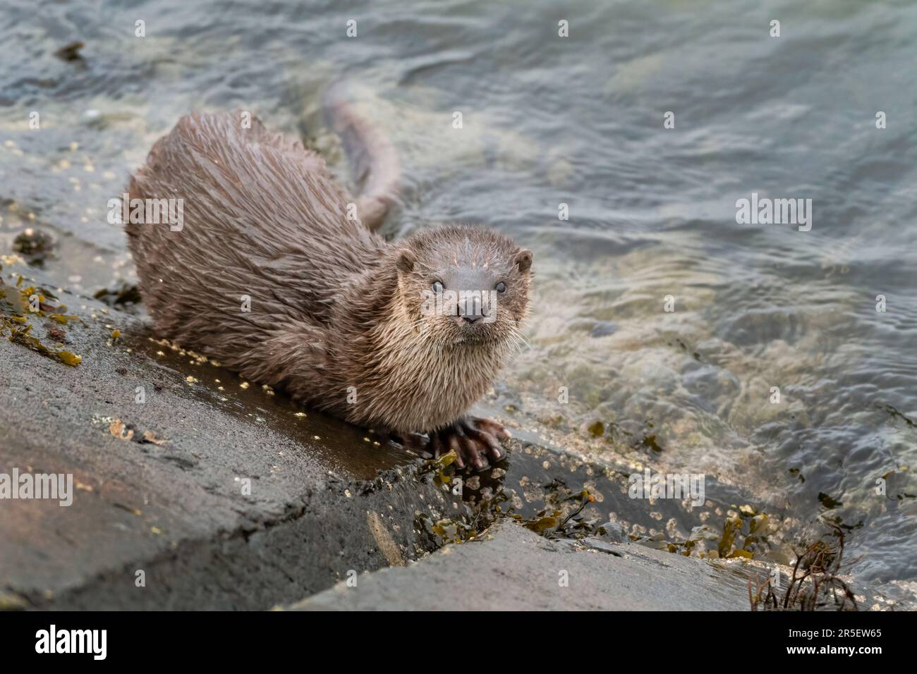 Begegnung mit wilden Ottern in Musselburgh Stockfoto