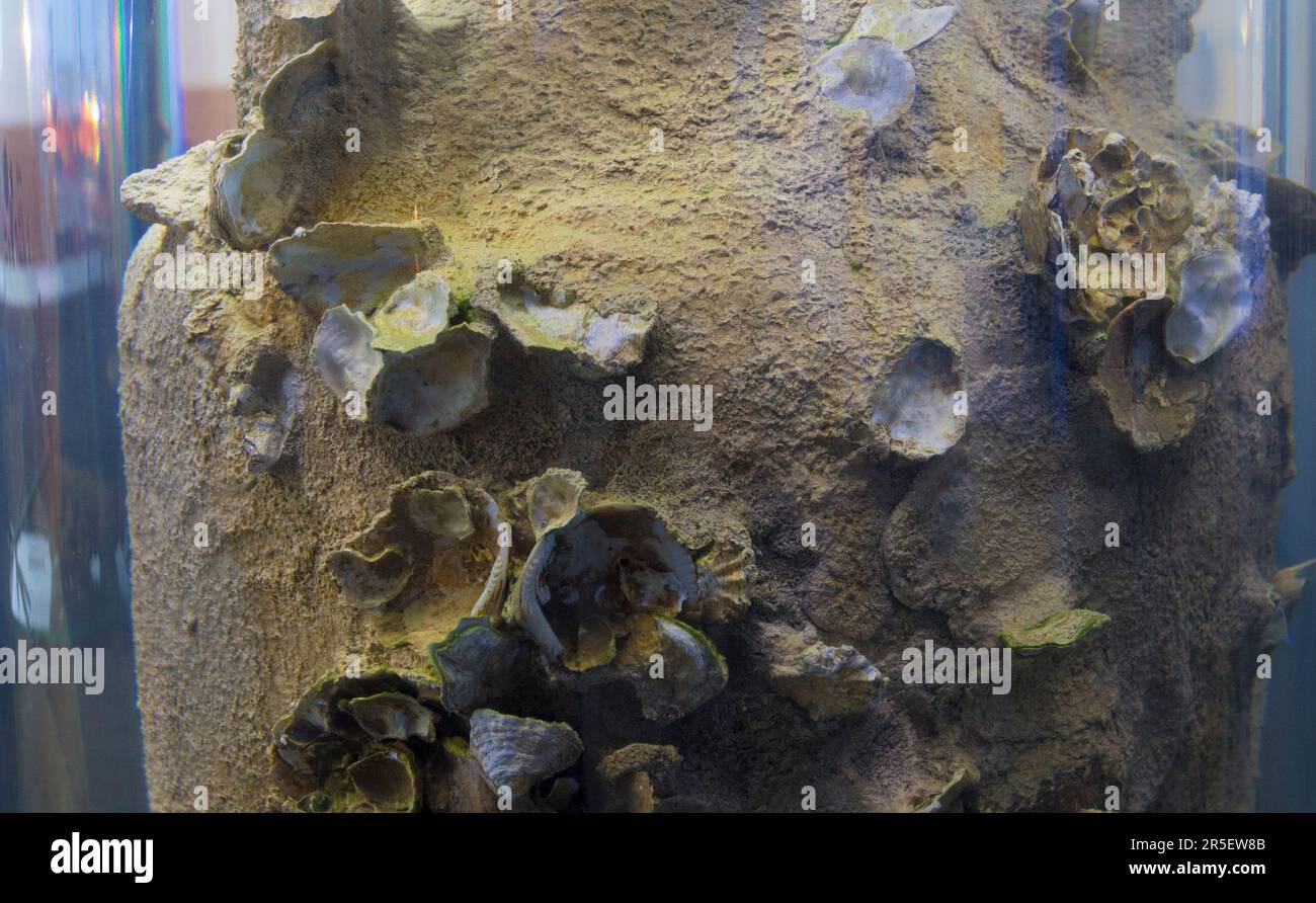 Cartagena, Spanien - 14. September 2018: Mit Muscheln überzogene Amphora. ARQUA National Museum of Underwater Archaelogy Stockfoto