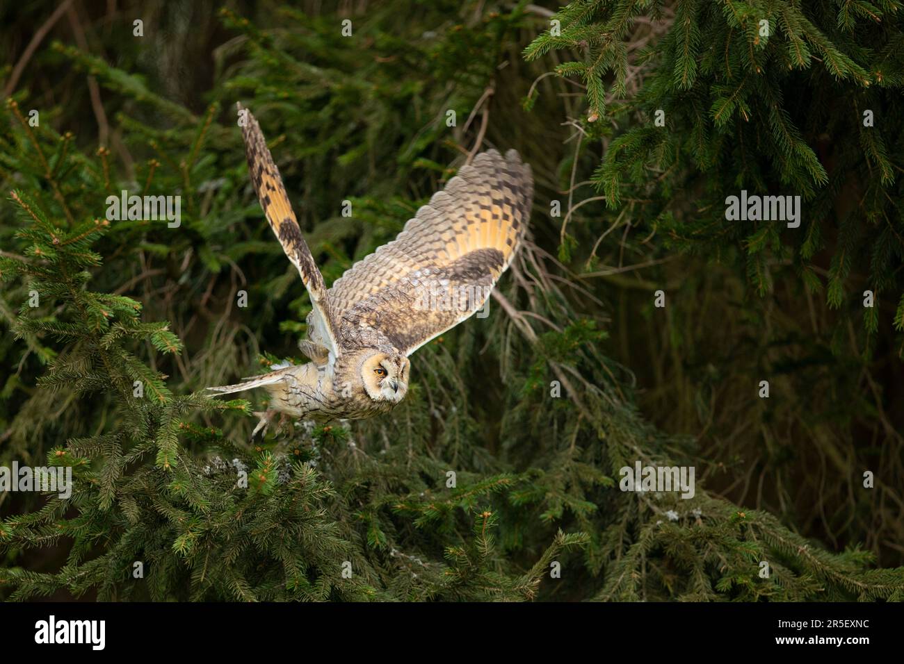 Langohrige Eule fliegt mit einem hellen Hintergrund in einer Feder. ASIO otus. Kurze Zeit mit gefrorenen Flügeln Position. Wildlife-Szene aus der Natur Stockfoto