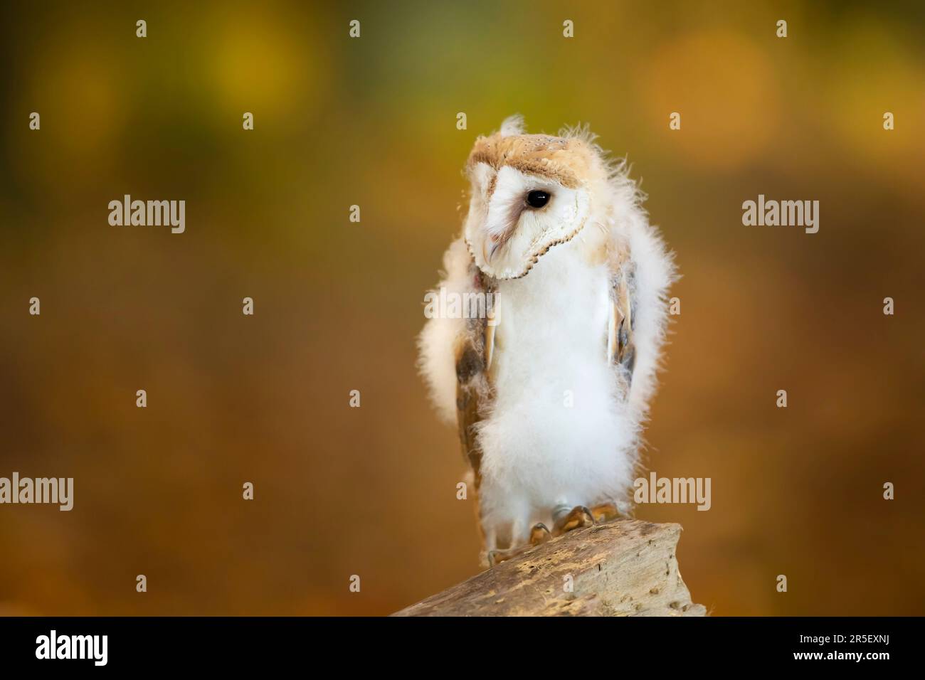 Gegen Abend mit Vogel. Am Abend auf dem Baumstamm ruhende Scheuneneule mit schönem Licht in der Nähe des Nestlochs. Wildtiere aus der Natur. Stockfoto