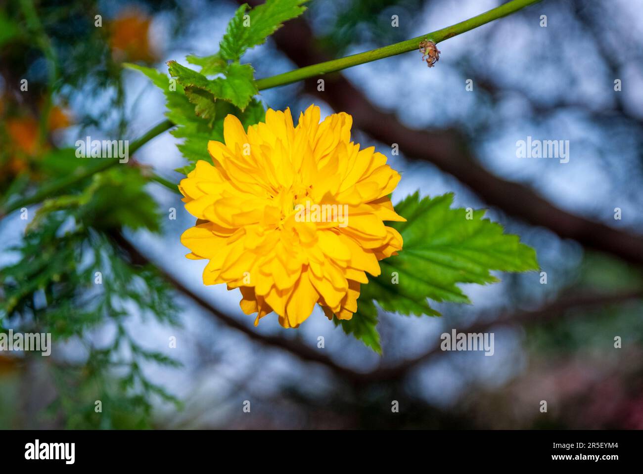 Strauch Mit Gelben Blüten 7 Buchstaben Japanische Kerria Pleniflora oder japanische Rose - Kerria japonica