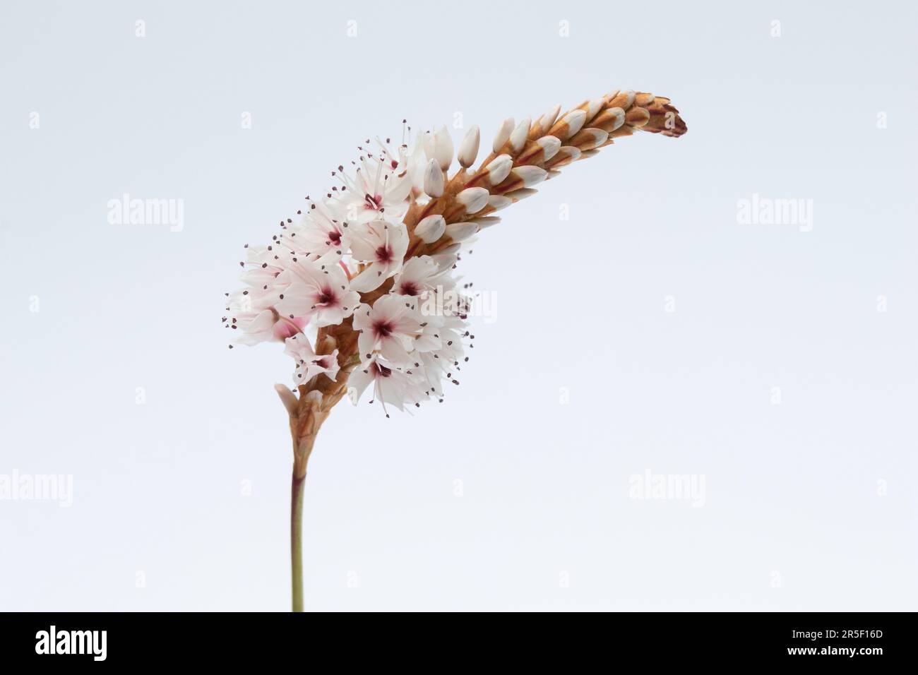 Persicaria affinis „Darjeeling Red“ vor weißem Hintergrund Stockfoto