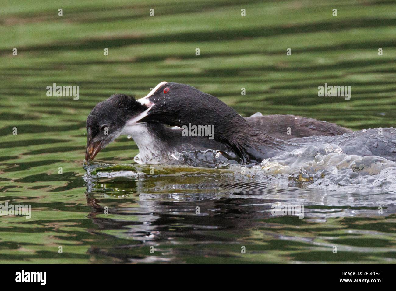 A Parent Coot Fighting with IT's Young im RSPB Lakenheath, Mai 2023 Stockfoto