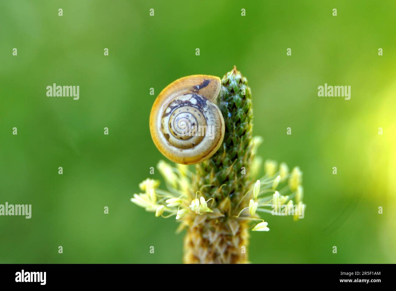 Eine kleine Schnecke in der Muschel kriecht auf der plantagoBlume, ein
