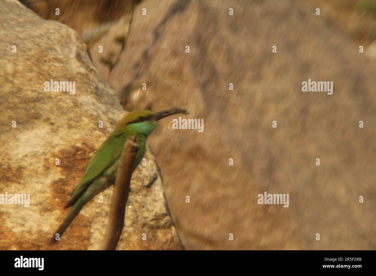 Asiatischer Grüner Bienenfresser Stockfoto