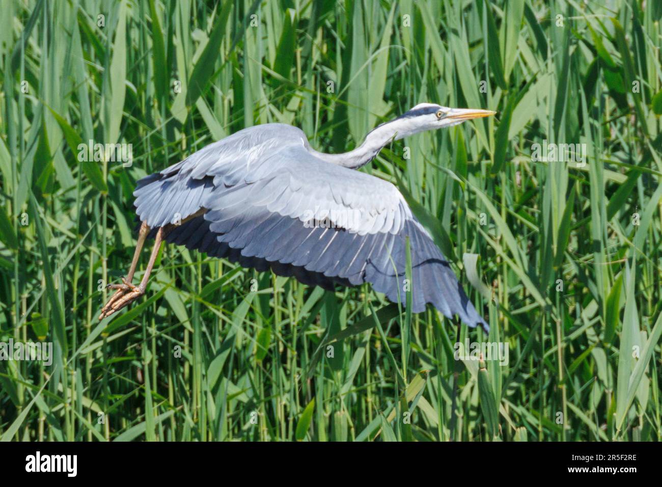 Ein Graureiher, der in den Feuchtgebieten von Suffolk im RSPB Lakenheath angeln kann Stockfoto