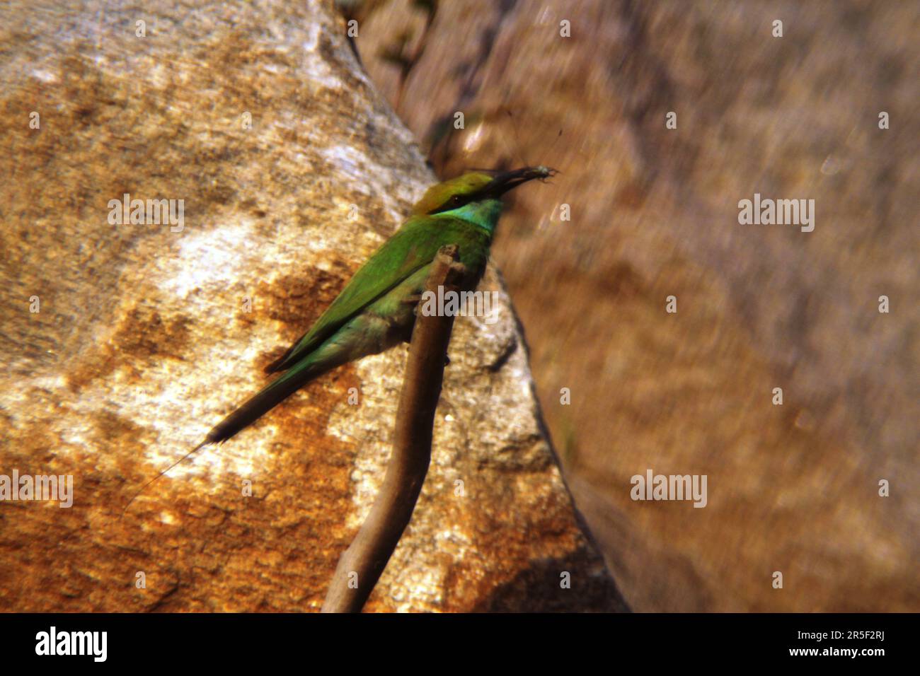 Asiatischer Grüner Bienenfresser Stockfoto