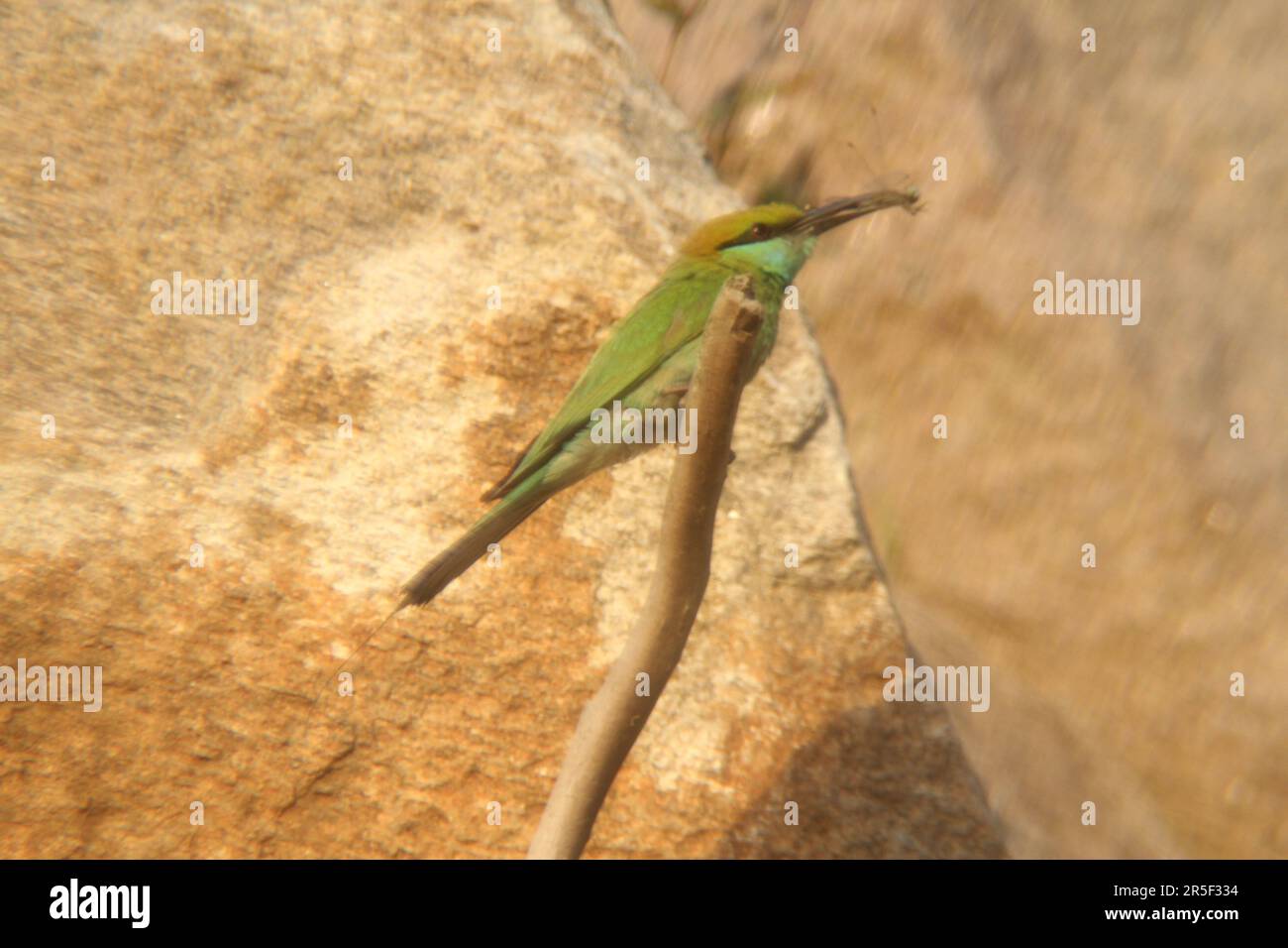 Asiatischer Grüner Bienenfresser Stockfoto