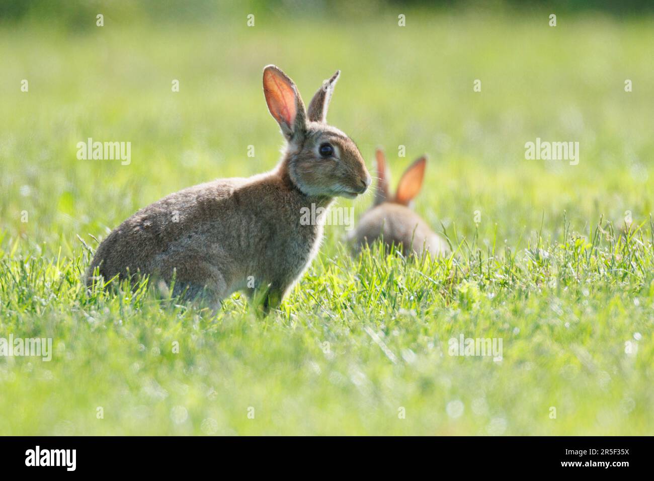 Wilde Kaninchen spielen im Frühjahr auf einem Feld in Cambridgeshire England Stockfoto