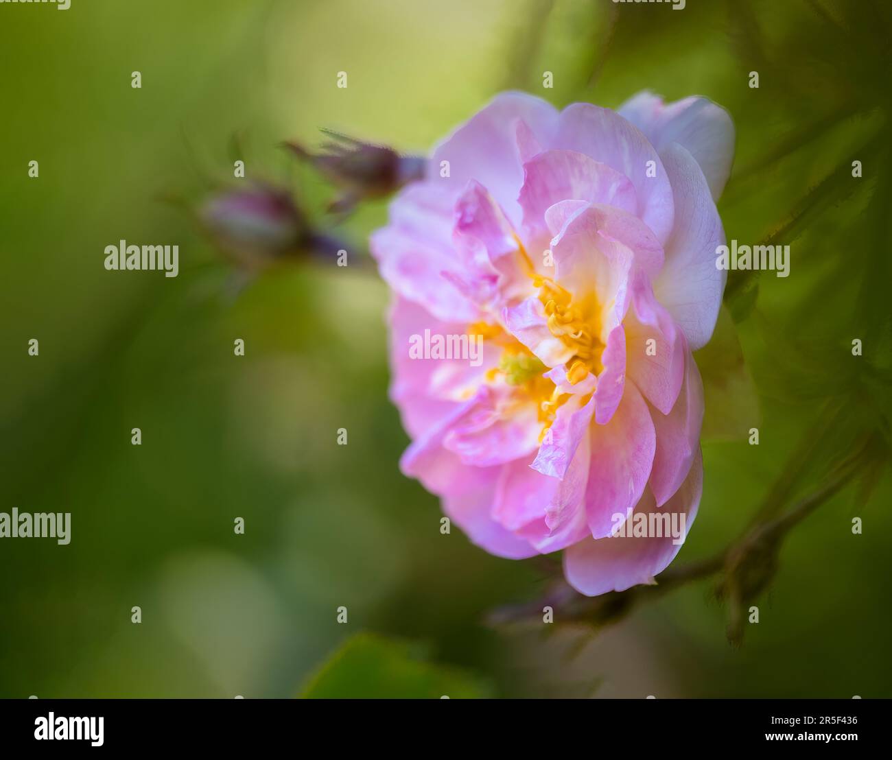 Eine schöne rosa Rambling Rose Blume in voller Blüte Stockfoto