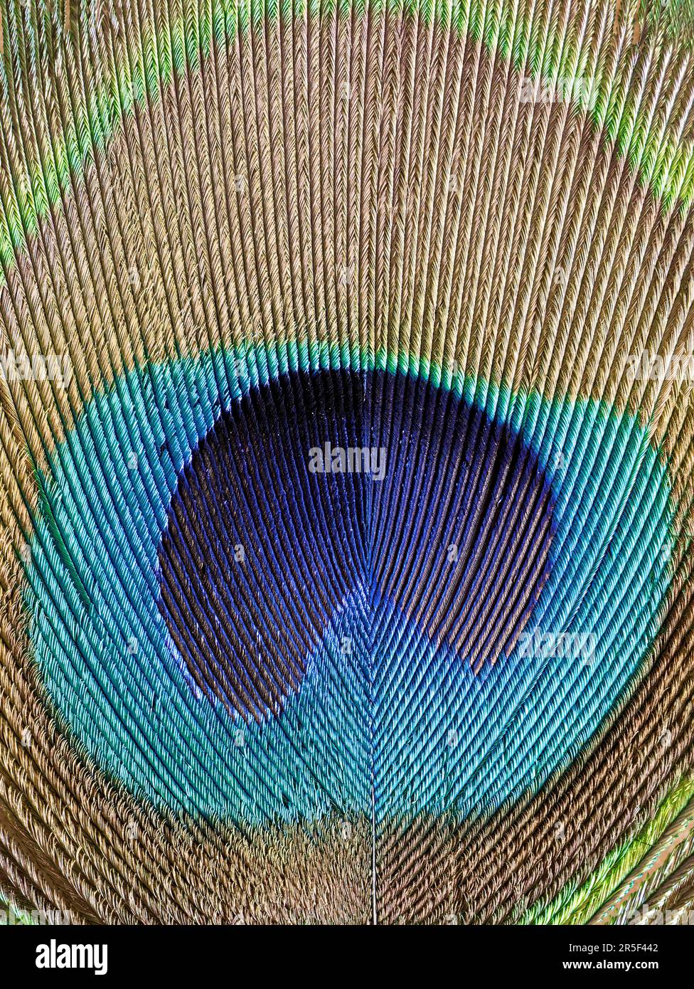 Nahaufnahme einer Peacock-Feder mit Rippenmuster Stockfoto