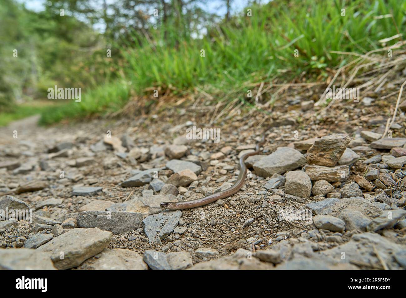 Als taube, auch langsame oder blinde Wurm, Angius fragilis, ist eine Eidechse ohne Beine, die oft für eine Schlange gehalten wird und auf einem Wanderweg im Rothaarstei krabbelt Stockfoto