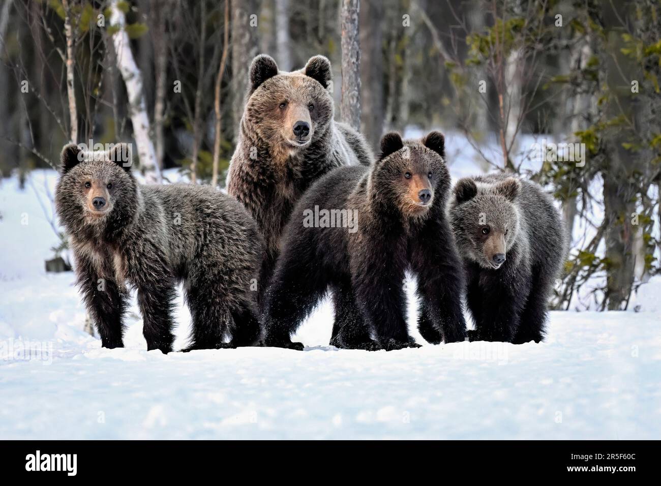 Bärenfamilie im Frühling im Schnee Stockfoto