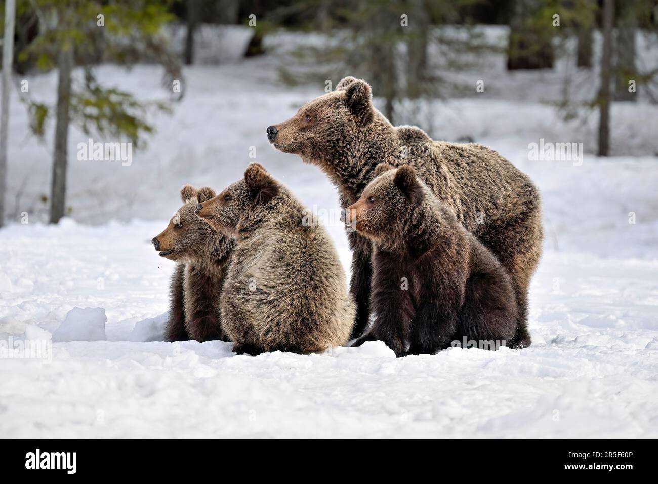 Bärenfamilie im Frühling im Schnee Stockfoto