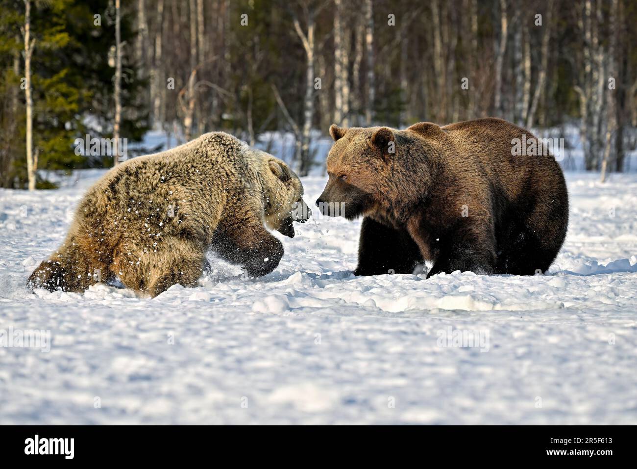 bärenmutter verteidigt seine Jungen vor einem männlichen Bären Stockfoto