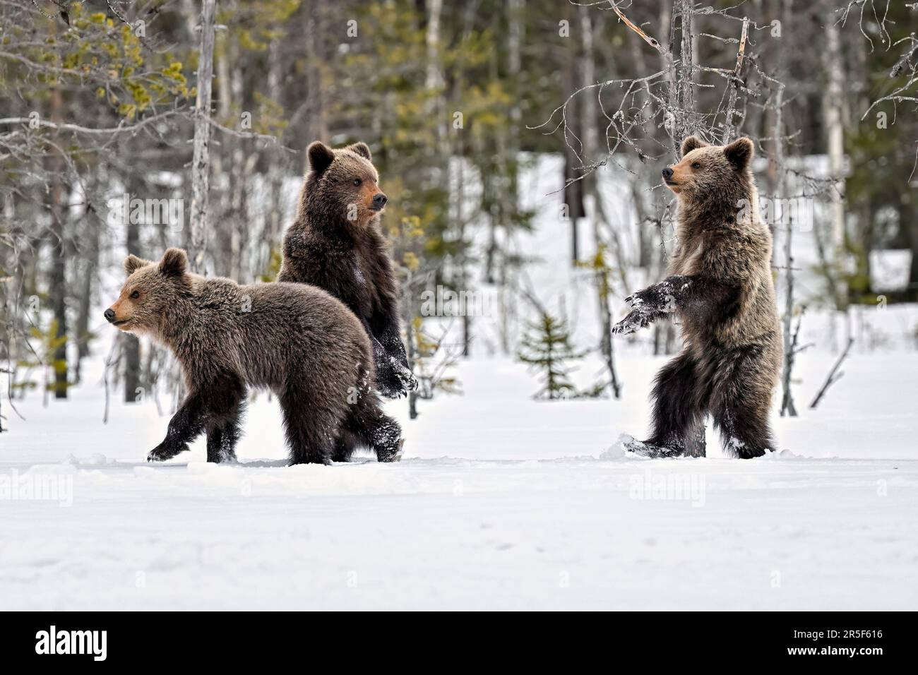 Bärenjungen stehen und beobachten den Schnee Stockfoto