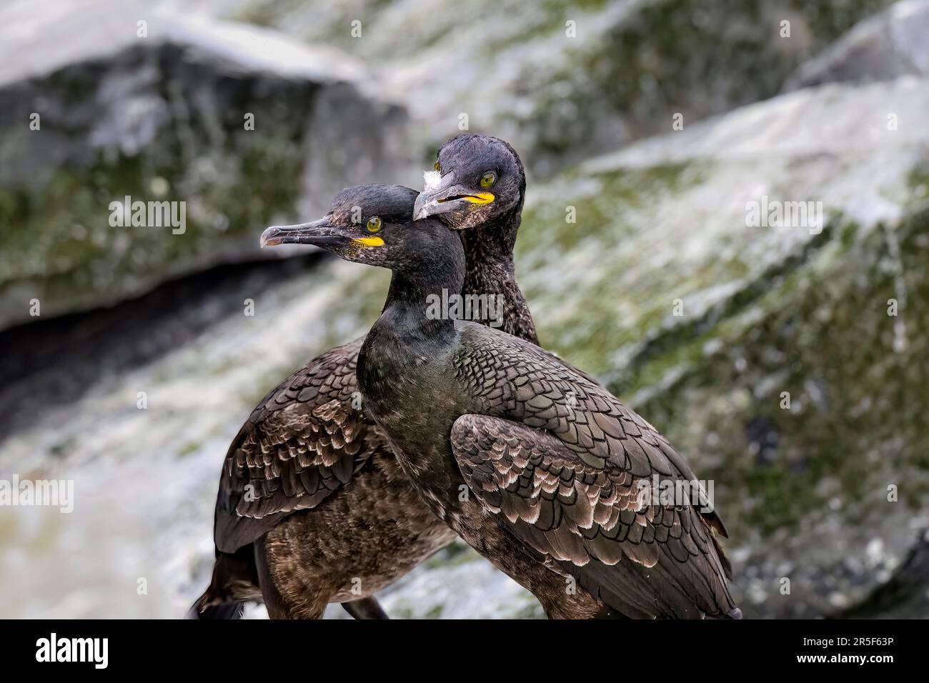 Europäische shag Stockfoto