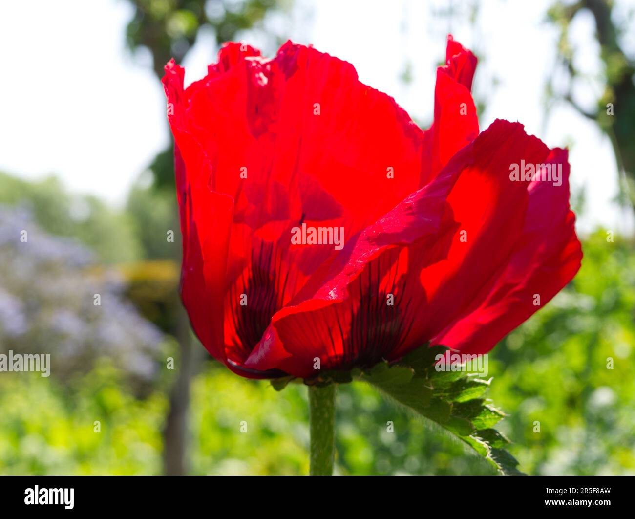 Leuchtend roter orientalischer Mohn im Garten Stockfoto