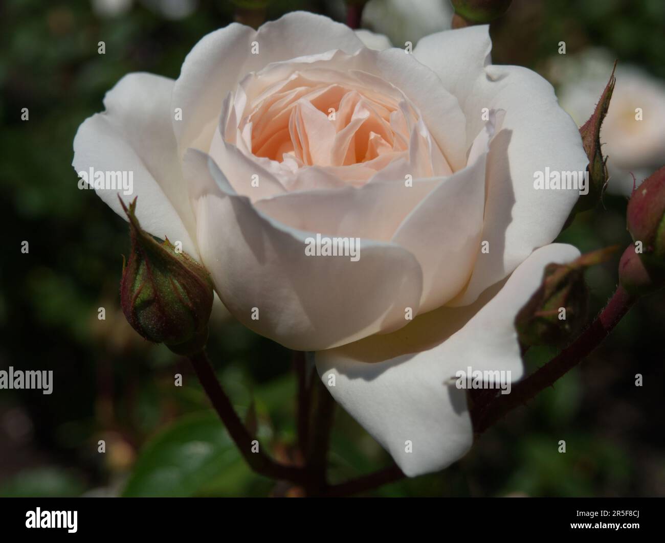 Blassrosa Rose Desdemona Stockfoto