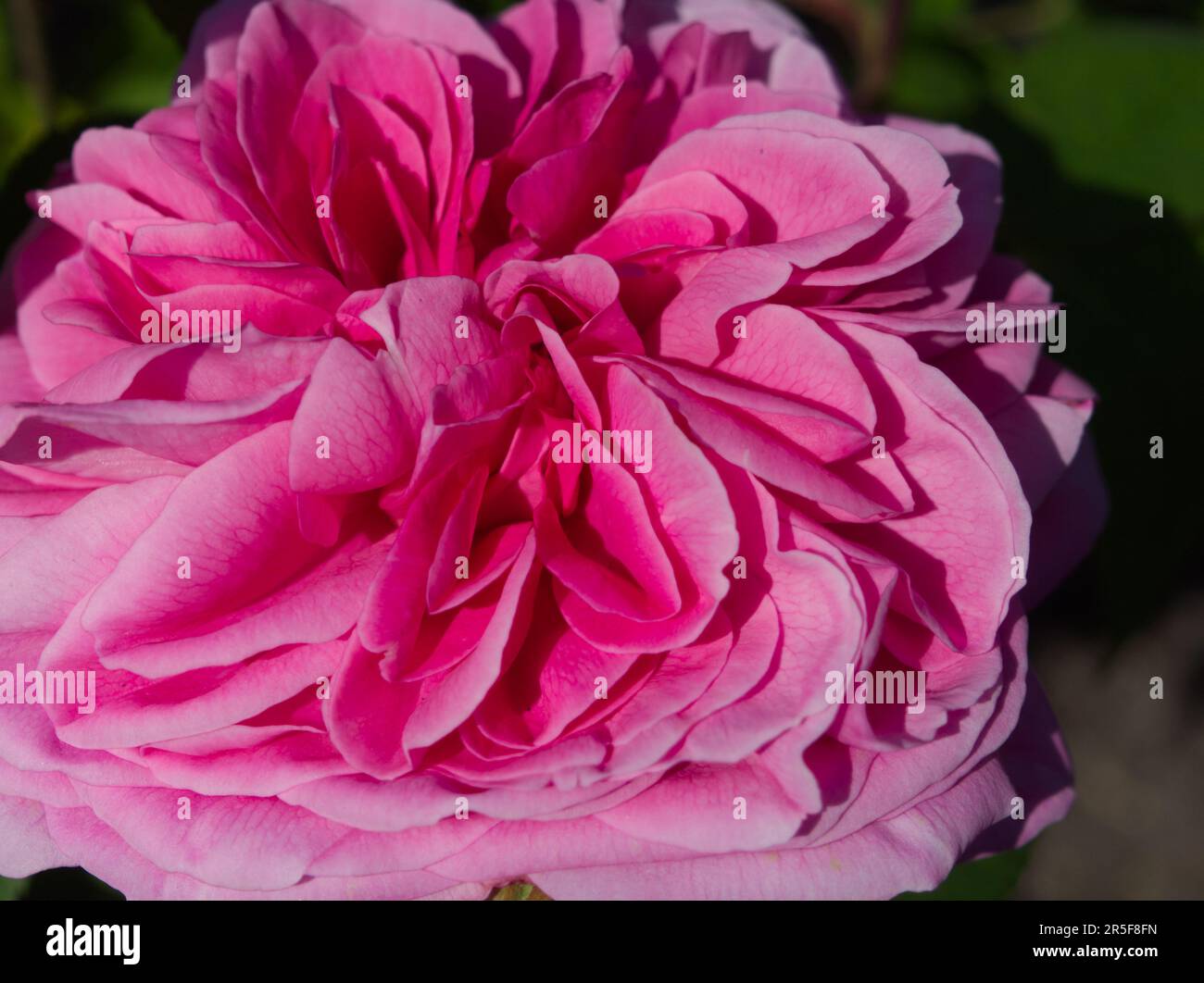 Rosa Gertrude Jekyll englische Strauchrose Stockfoto