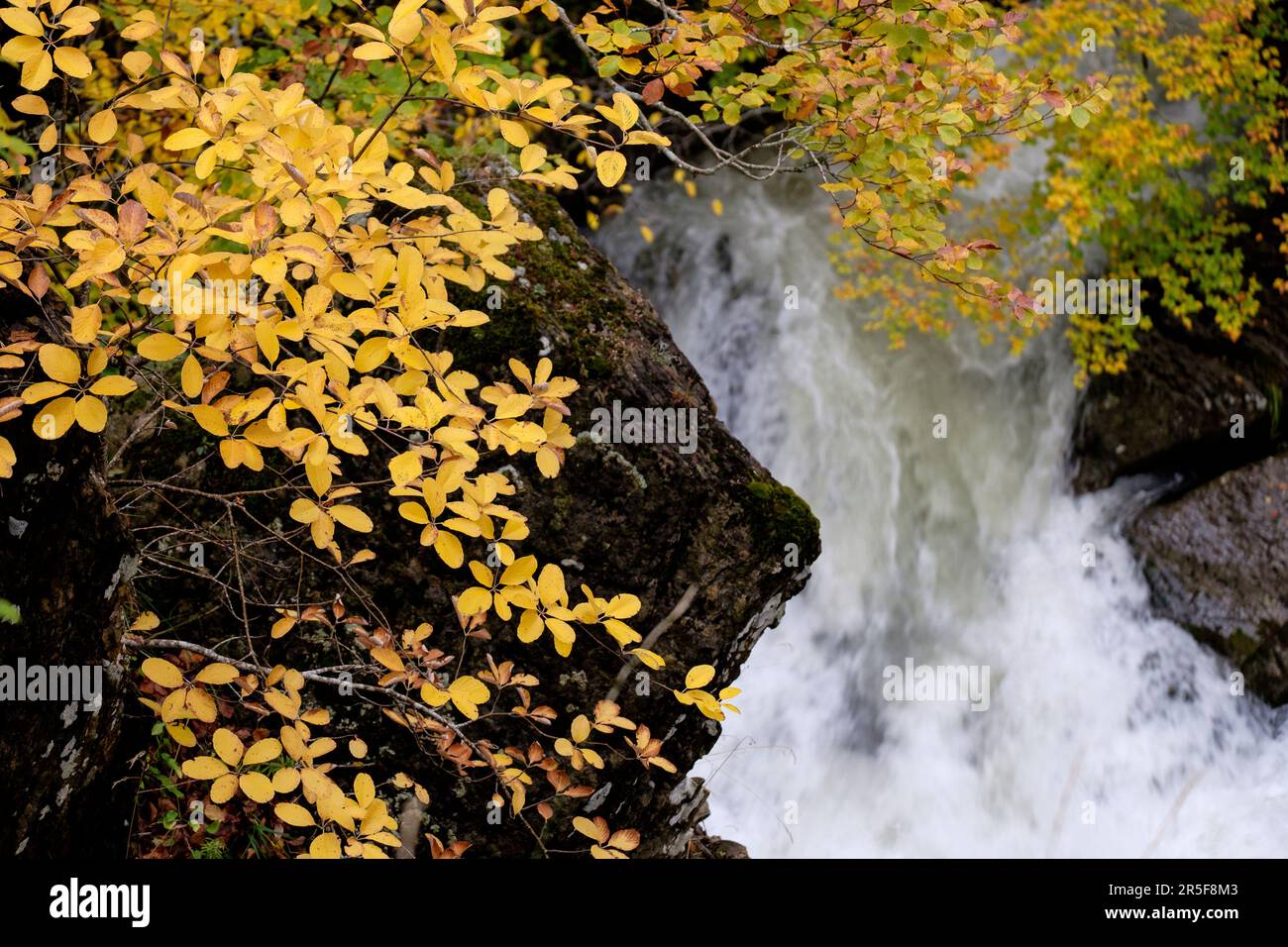 Grünen Korridor des Flusses Veral, westlichen Täler, Pyrenäen, Provinz Huesca, Aragón, Spanien, Europa Stockfoto