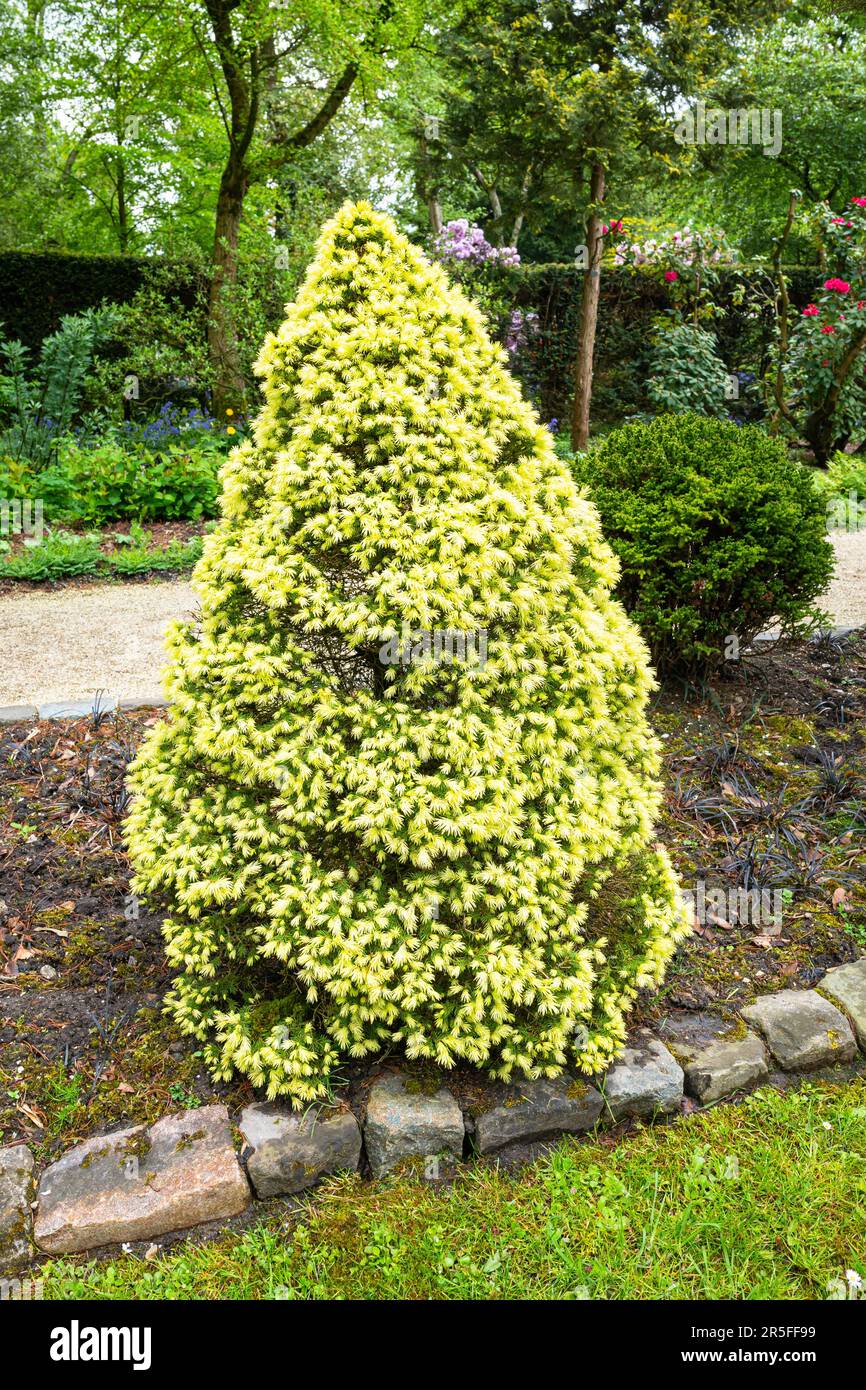 Gelbzwerg Alberta Fichte (Picea glauca 'Conica Yellow') in einem botanischen Garten Stockfoto