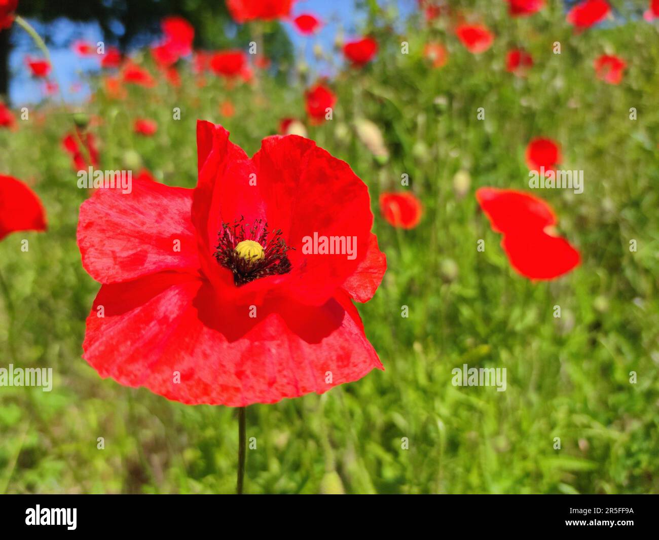 Rote Mohnblumen auf einem Feld Stockfoto