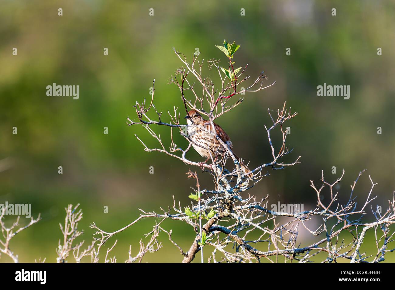 Brauner thrasher Toxostoma rufum hoch oben in der Abendsonne Stockfoto