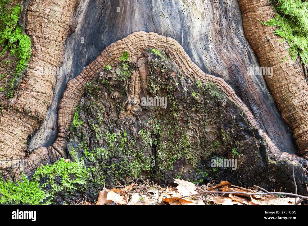 Bild eines zerklüfteten, verwitterten Baumstamms, der teilweise entrindet wurde. Stockfoto