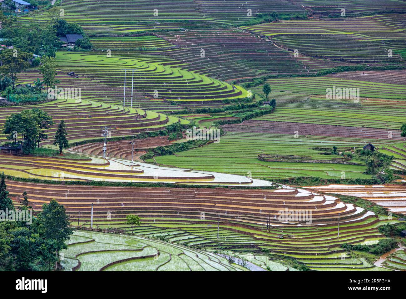 In der Regenzeit werden die terrassenförmig angelegten Felder begossen, und in der Provinz Lao Cai, Vietnam, transplantieren die Farmer Reis Stockfoto