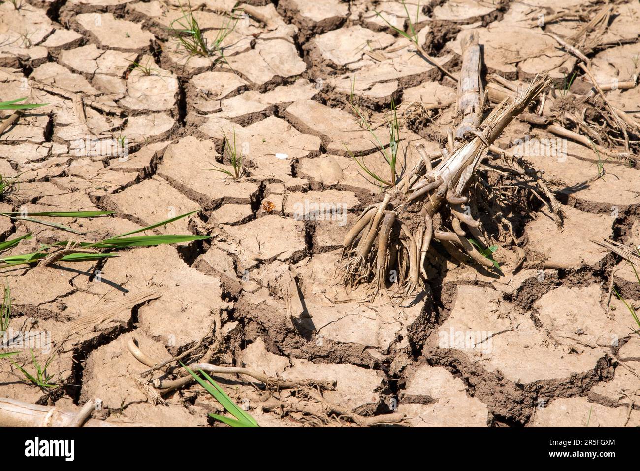 Ein gerissenes, trockenes Maisfeld und die verwelkten Maiswurzeln sind traurige Symbole für die Herausforderungen, vor denen die Landwirtschaft steht. Stockfoto