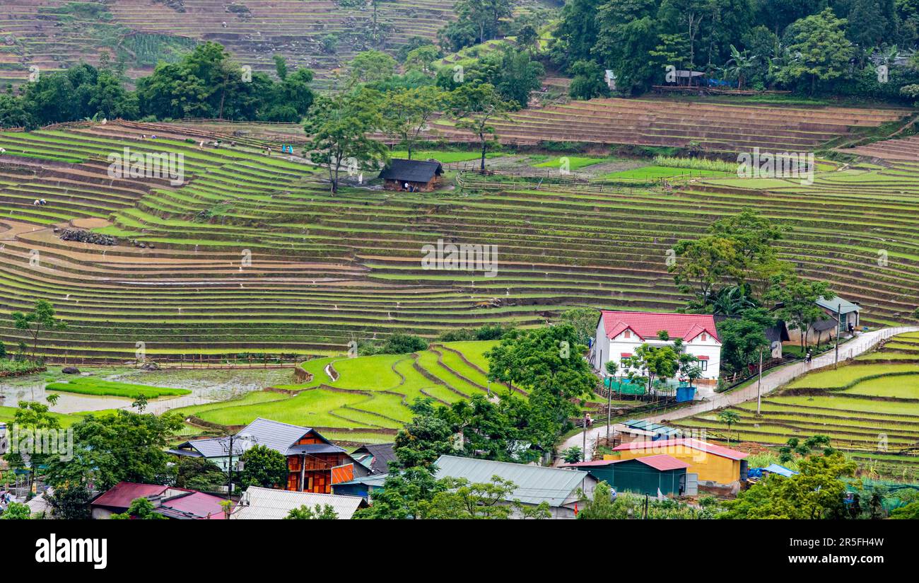 In der Regenzeit werden die terrassenförmig angelegten Felder begossen, und in der Provinz Lao Cai, Vietnam, transplantieren die Farmer Reis Stockfoto