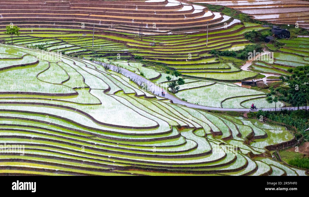 In der Regenzeit werden die terrassenförmig angelegten Felder begossen, und in der Provinz Lao Cai, Vietnam, transplantieren die Farmer Reis Stockfoto