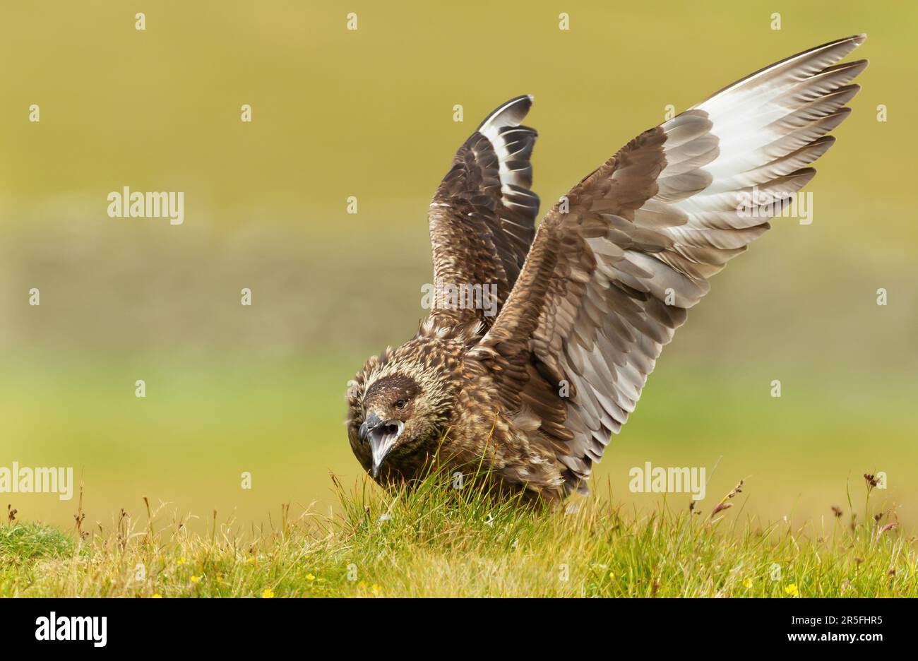 Nahaufnahme eines großen Skua (Stercorarius skua), das durch Stretching Wings, Noss, Shetland, Großbritannien, hervorgerufen und ausgestellt wird. Stockfoto