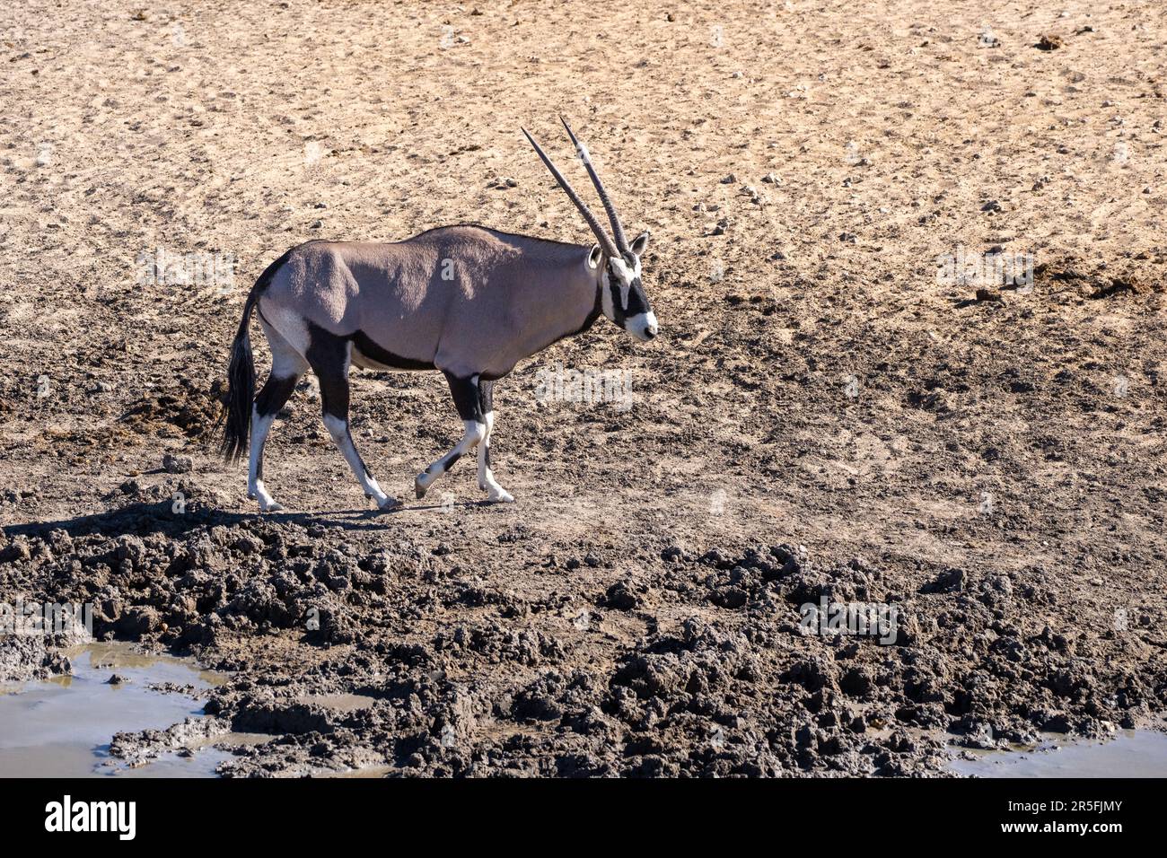 gemsbok oder südafrikanische Oryx (Oryx gazella) Stockfoto