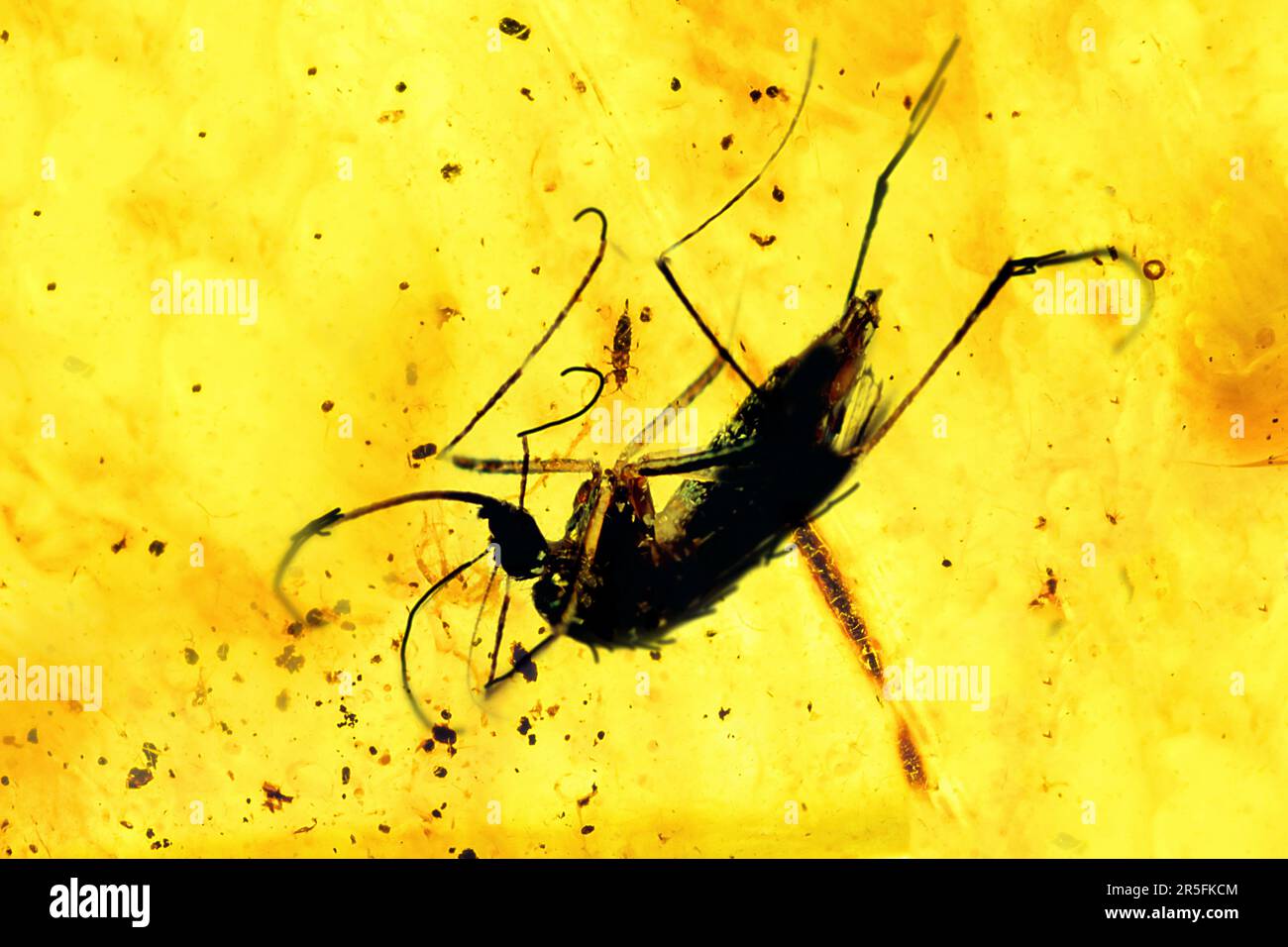 Bernstein mit konservierten prähistorischen Insekten, Mücke mit Blut oder DNA in Bernstein konserviert Stockfoto