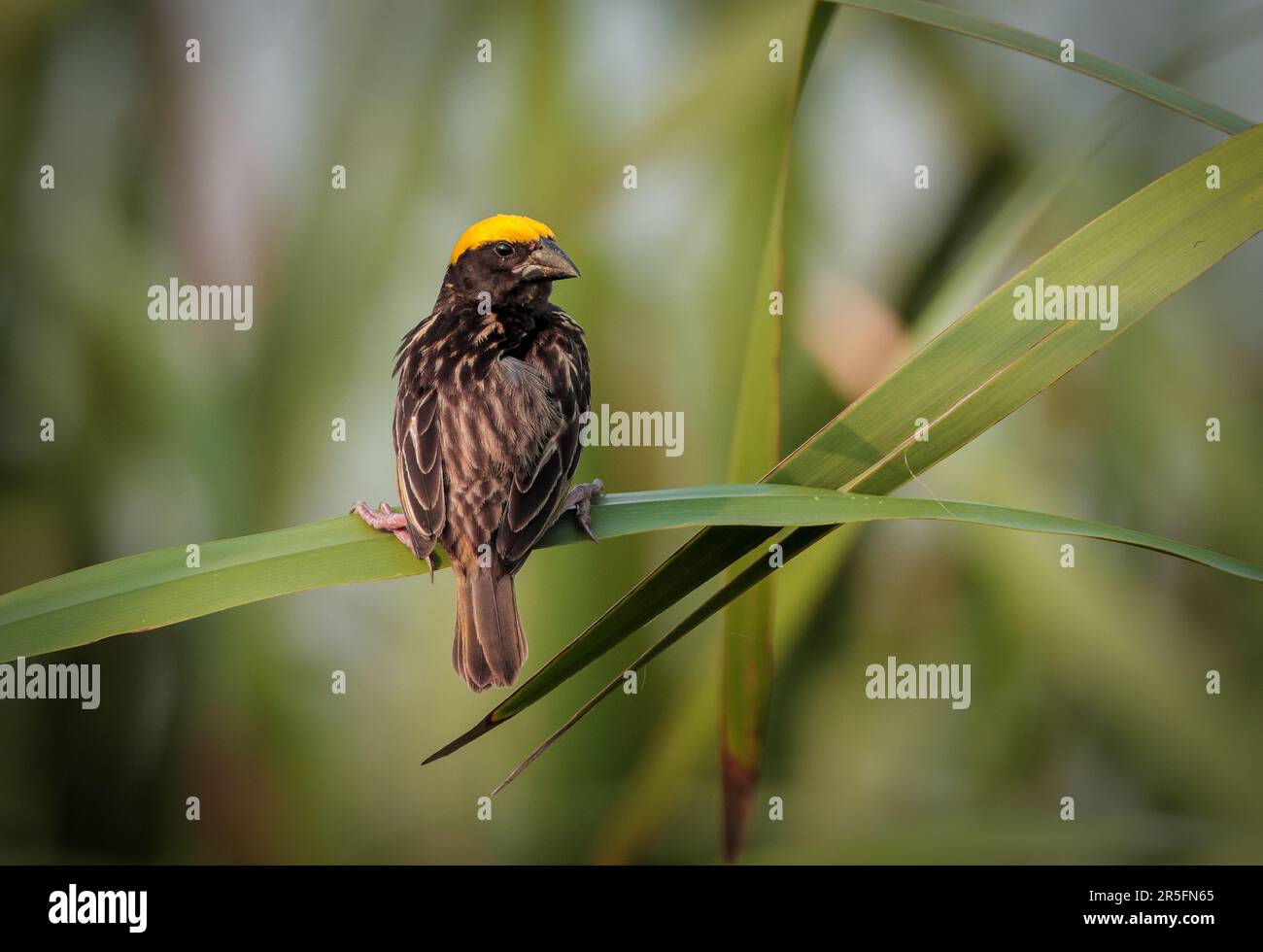 Streakweber ist eine Webervogelart, die in Südasien in den Ländern Bangladesch, Bhutan, Kambodscha, China, Ägypten und Indien vorkommt. Stockfoto