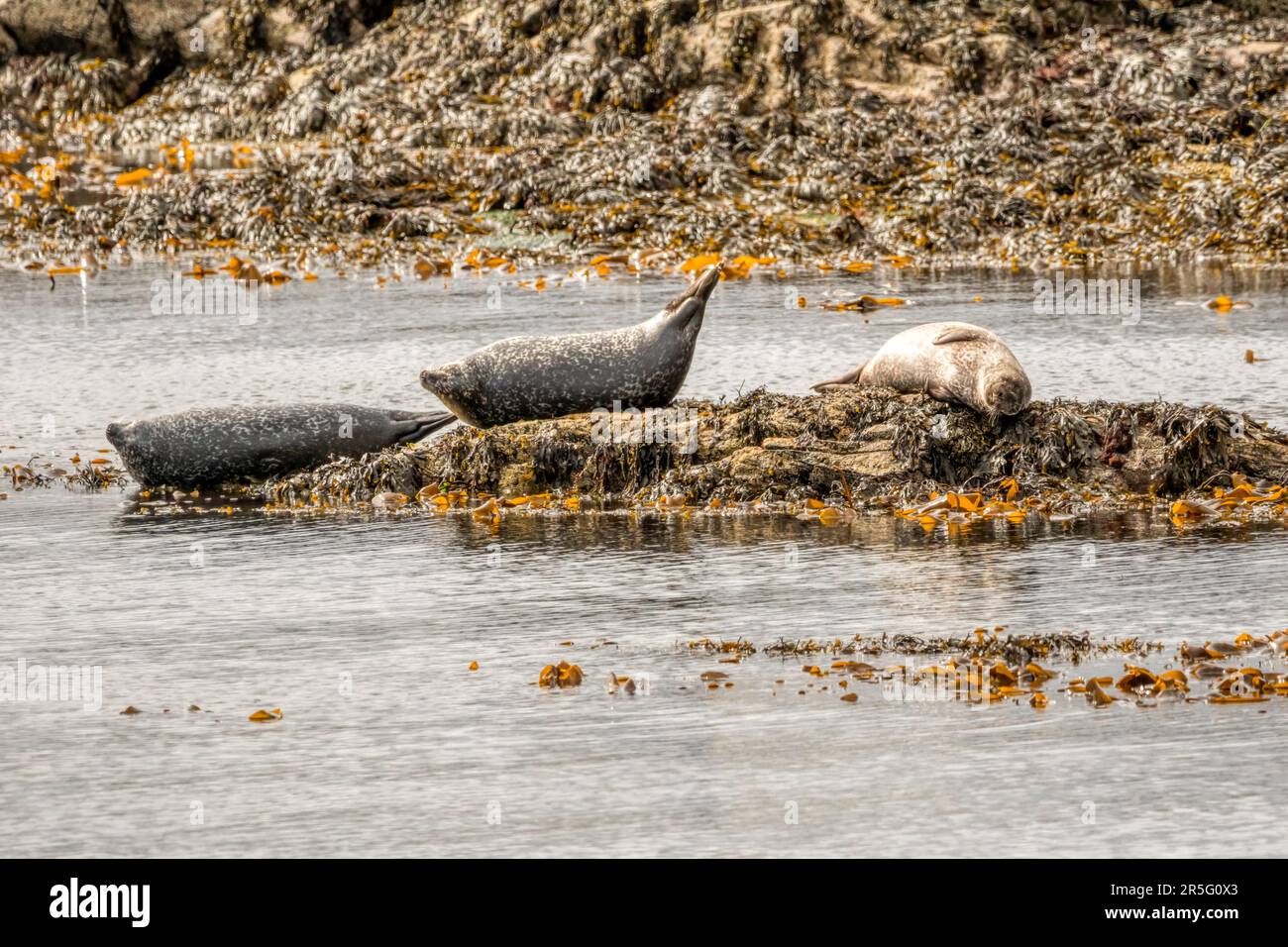 Seehunde oder gewöhnliche Seehunde, Phoca vitulina, die auf Felsen in Burra Voe, Yell, Shetland gezogen werden. Stockfoto