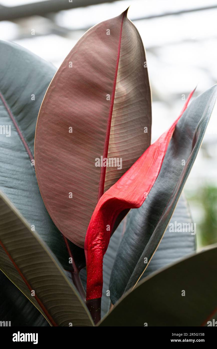 Ein neues Blatt wächst auf einem Gummibaum, der zum Schutz in eine rote Stipule gehüllt ist. Stockfoto