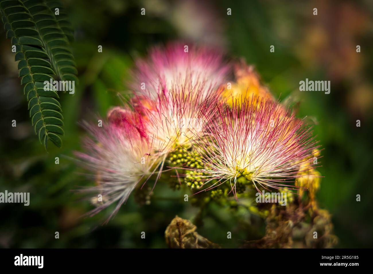 Blumen auf einem Baum im Caruso Park im Viertel Sunset Heights in El Paso, Texas. Stockfoto