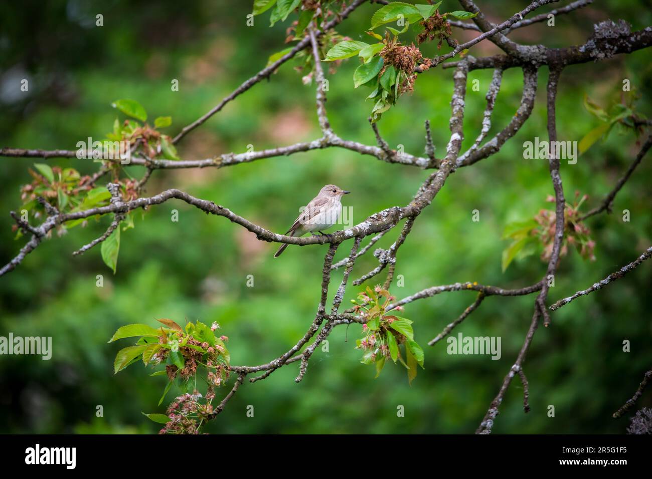 Fliegenfänger mit braunen Streifen, Europäischer Fleckenfänger (Muscicapa striata) Stockfoto