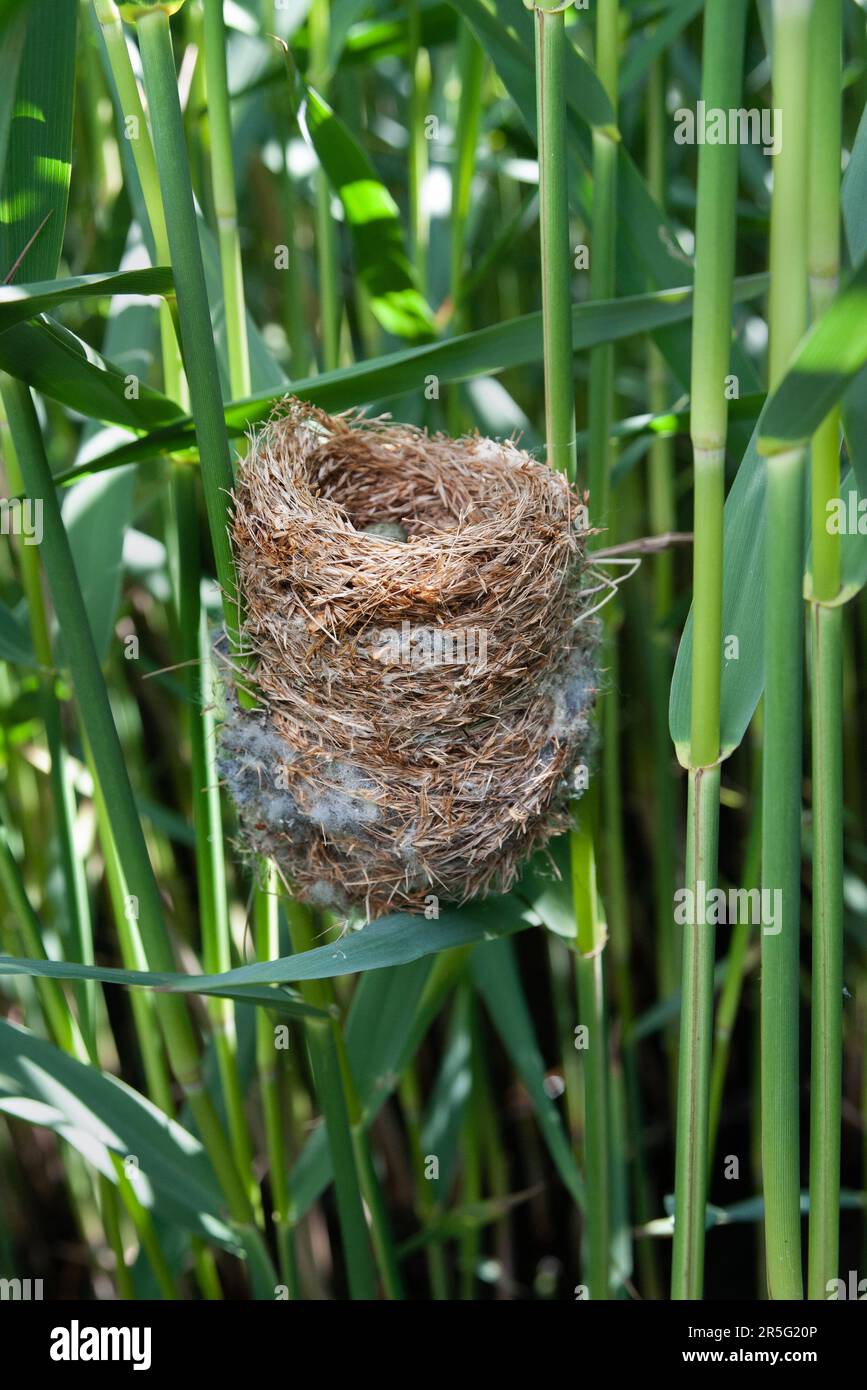 Reed Warbler, Acrocephalus scirpaceus, Nest Built in Schilf, Brent Reservoir, London, Großbritannien Stockfoto