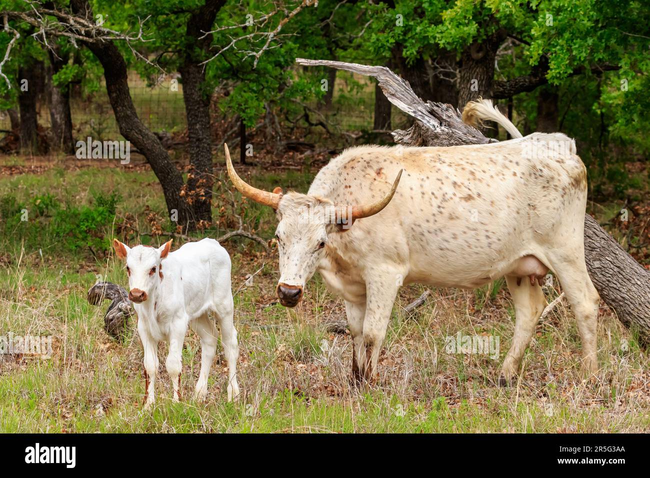 Longhornkuh und Kalb im Wichita-Gebirge NWR Stockfoto