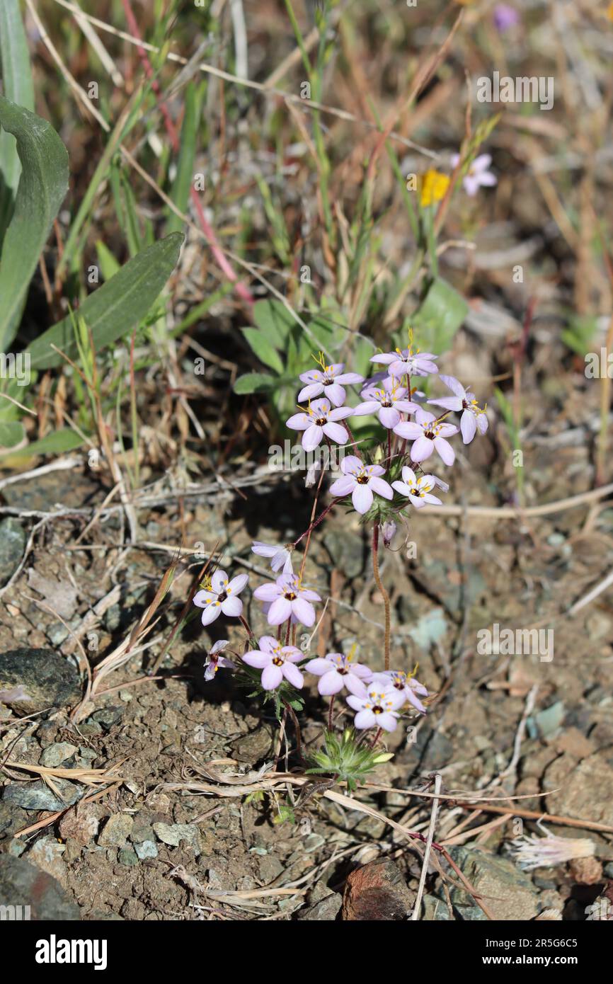 Variable Linanthus, Leptosiphon Parviflorus, zeigt Frühlingsblüten in den San Rafael Mountains, ein einheimisches jährliches Kraut mit Zymose-Kopfblüten. Stockfoto