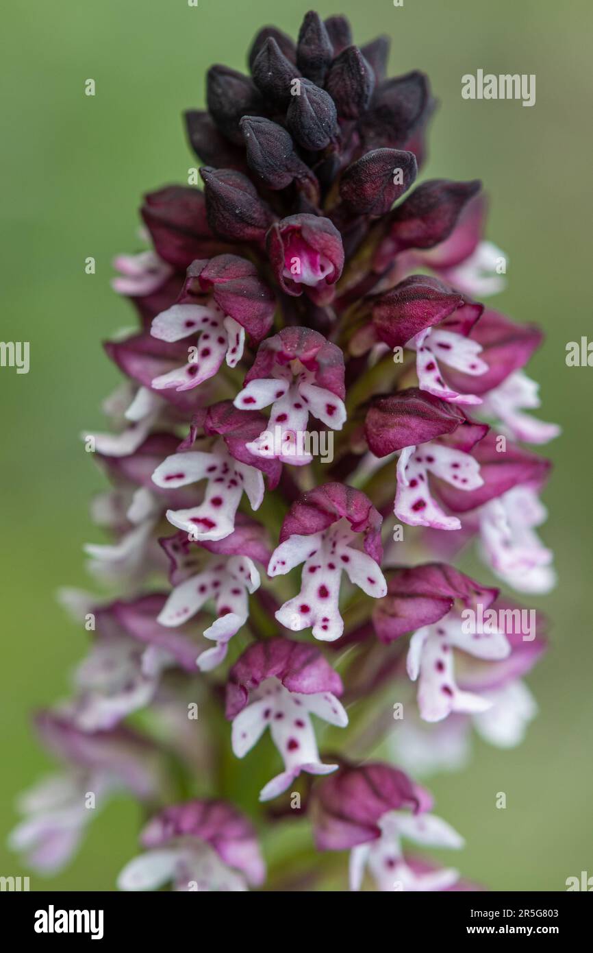 Burnt-Tip Orchidee (Neotinea ustulata), Nahaufnahme der Wildblume Stockfoto