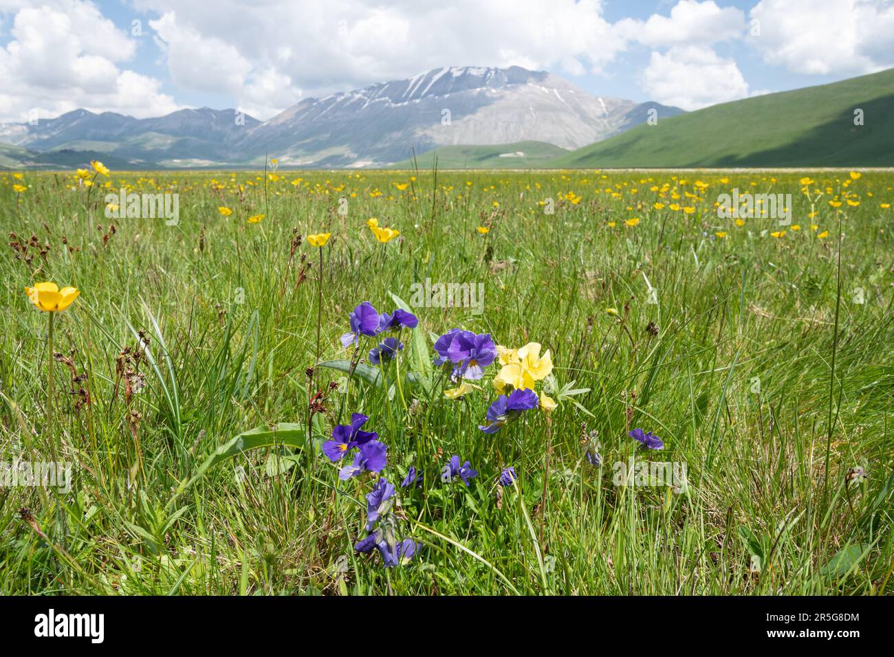 Eugenias schwule Viola eugeniae im Mai auf dem Piano Grande Plateau im Sibillini Nationalpark, umgeben von den Sibilline-Bergen, Umbrien, Italien Stockfoto