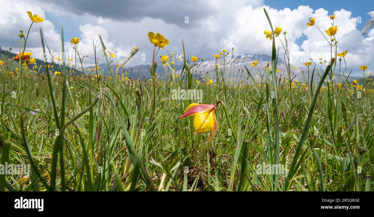 Wilde Tulpen und Butterblumen, die im Mai auf dem Plateau von Piano Grande (Great Plain) wachsen, umgeben von den Sibilline-Bergen in Italien, Europa Stockfoto