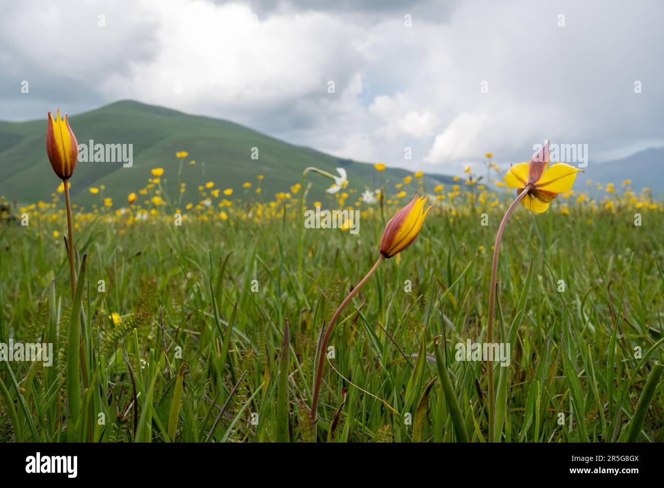 Wilde Tulpen und Butterblumen, die im Mai auf dem Plateau von Piano Grande (Great Plain) wachsen, umgeben von den Sibilline-Bergen in Italien, Europa Stockfoto